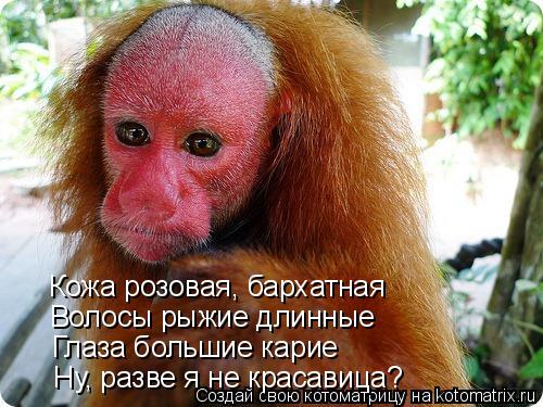 Котоматрица: Кожа розовая, бархатная Волосы рыжие длинные Глаза большие карие Ну, разве я не красавица?