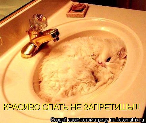 Котоматрица: КРАСИВО СПАТЬ НЕ ЗАПРЕТИШЬ!!!