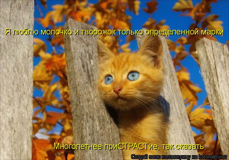 Котоматрица: Я люблю молочко и творожок только определенной марки Многолетнее приСТРАСТие, так сказать