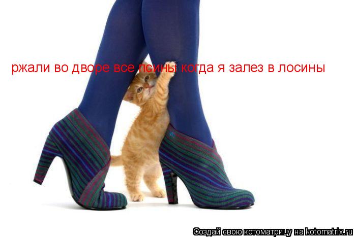 Котоматрица: ржали во дворе все псины когда я залез в лосины