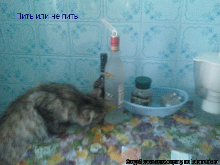 Котоматрица: Пить или не пить...