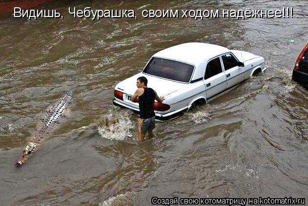 Котоматрица: Видишь, Чебурашка, своим ходом надёжнее!!!