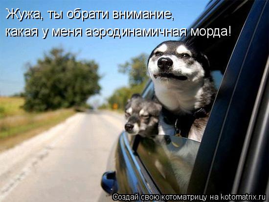 Котоматрица: Жужа, ты обрати внимание, какая у меня аэродинамичная морда!