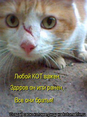 Котоматрица: Любой КОТ важен, Здоров он или ранен, Все они братья!