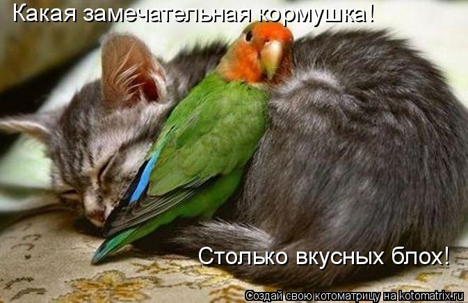 Какая замечательная кормушка! Столько вкусных блох!... Котоматрица: Какая замечательная кормушка! Столько вкусных блох!