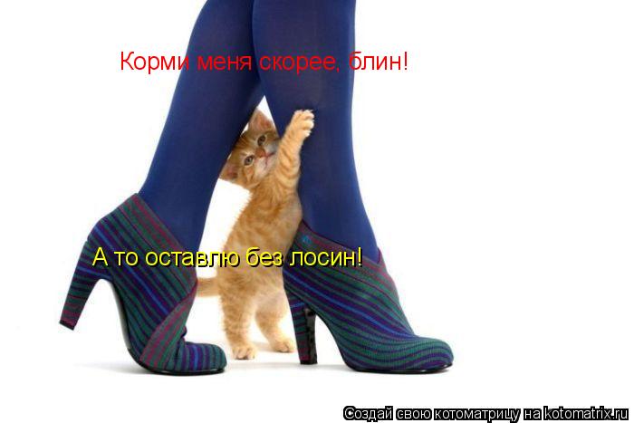 Корми меня скорее, блин! А то оставлю без лосин!... Котоматрица: Корми меня скорее, блин! А то оставлю без лосин!