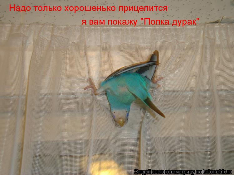 Надо только хорошенько прицелится я вам покажу "Попка дурак"... Котоматрица: Надо только хорошенько прицелится я вам покажу "Попка дурак"