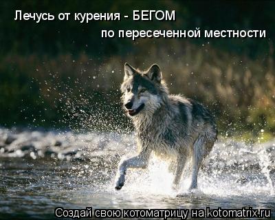 Лечусь от курения - БЕГОМ по пересеченной местности... Котоматрица: Лечусь от курения - БЕГОМ по пересеченной местности