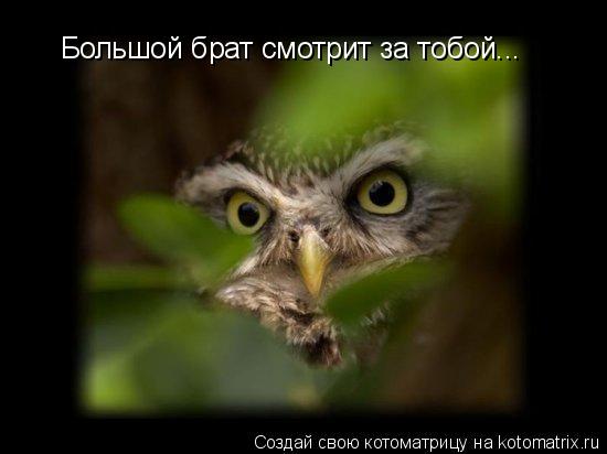 Большой брат смотрит за тобой...... Котоматрица: Большой брат смотрит за тобой...