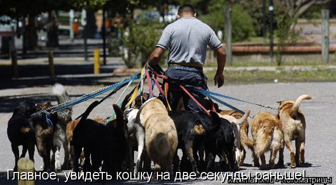 Главное, увидеть кошку на две секунды раньше!... Котоматрица: Главное, увидеть кошку на две секунды раньше!