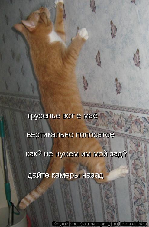 вертикально полосатоё труселье вот е маё дайте камеры назад как? не нужем им мой зад?... Котоматрица: вертикально полосатоё труселье вот е маё дайте камеры назад как? не нужем им мой зад?
