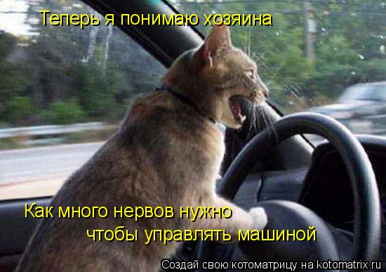 Теперь я понимаю хозяина Как много нервов нужно чтобы управлять машиной... Котоматрица: Теперь я понимаю хозяина Как много нервов нужно чтобы управлять машиной
