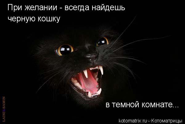 При желании - всегда найдешь черную кошку в темной комнате...... Котоматрица: При желании - всегда найдешь черную кошку в темной комнате...