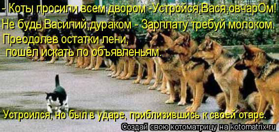 - Коты просили всем двором -Устройся,Вася,овчарОм! Не будь,Василий,дураком - Зарплату требуй молоком.... Котоматрица: - Коты просили всем двором -Устройся,Вася,овчарОм! Не будь,Василий,дураком - Зарплату требуй молоком. Преодолев остатки лени, пошёл искать п