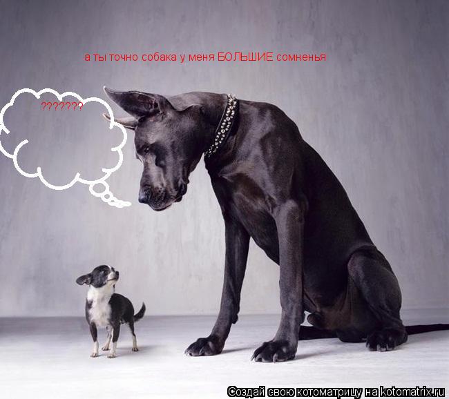 а ты точно собака у меня БОЛЬШИЕ сомненья ???????... Котоматрица: а ты точно собака у меня БОЛЬШИЕ сомненья ???????