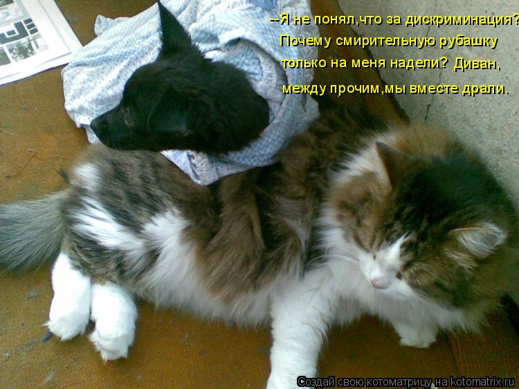 --Я не понял,что за дискриминация? Почему смирительную рубашку только на меня надели? Диван, между п... Котоматрица: --Я не понял,что за дискриминация? Почему смирительную рубашку только на меня надели? Диван, между прочим,мы вместе драли.