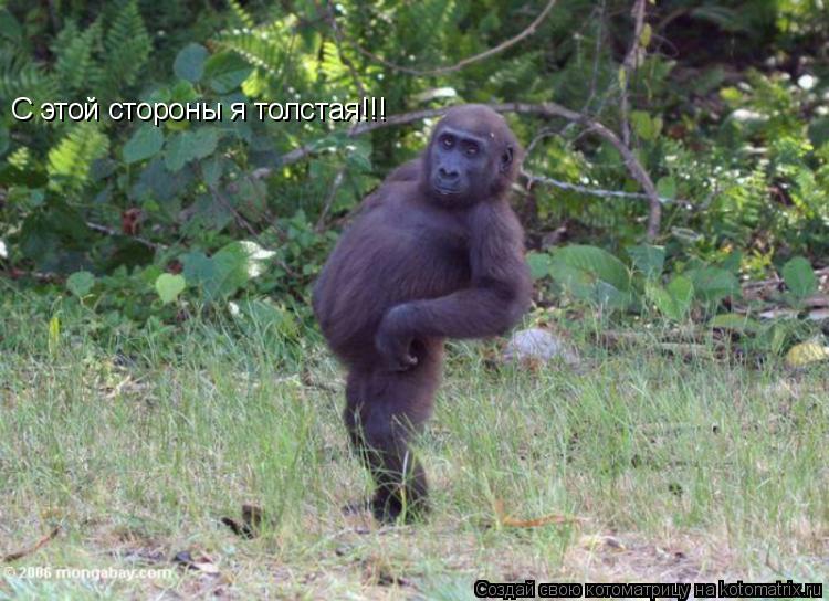 С этой стороны я толстая!!! С этой стороны я толстая!!!... Котоматрица: С этой стороны я толстая!!! С этой стороны я толстая!!!