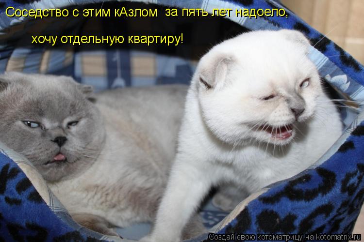 Соседство с этим кАзлом за пять лет надоело, хочу отдельную квартиру!... Котоматрица: Соседство с этим кАзлом за пять лет надоело, хочу отдельную квартиру!