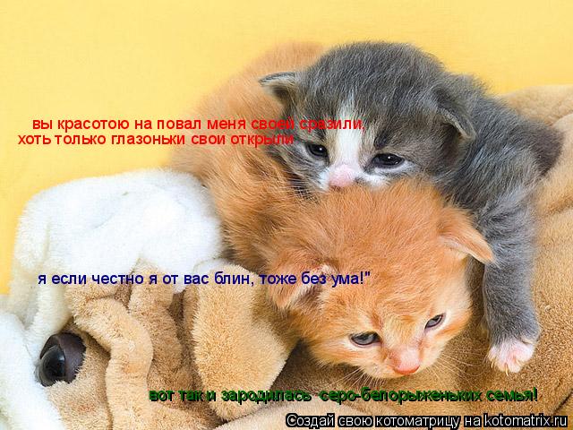 вы красотою на повал меня своей сразили, хоть только глазоньки свои открыли я если честно я от вас б... Котоматрица: вы красотою на повал меня своей сразили, хоть только глазоньки свои открыли я если честно я от вас блин, тоже без ума!" вот так и зародилась