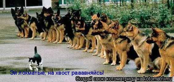 Эй лохматые, на хвост рааавняйсь!... Котоматрица: Эй лохматые, на хвост рааавняйсь!