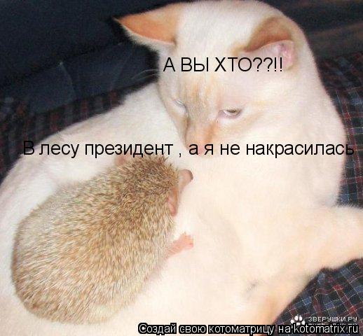 Котоматрица: А ВЫ ХТО??!! В лесу президент , а я не накрасилась
