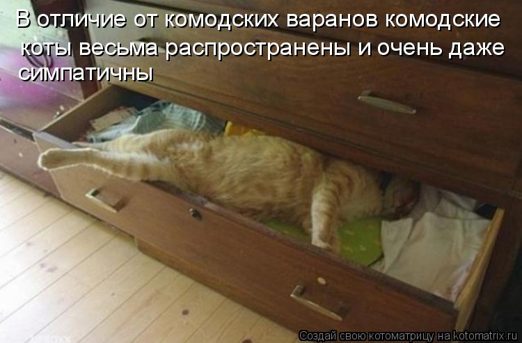 В отличие от комодских варанов комодские коты весьма распространены и очень даже симпатичны... Котоматрица: В отличие от комодских варанов комодские коты весьма распространены и очень даже симпатичны