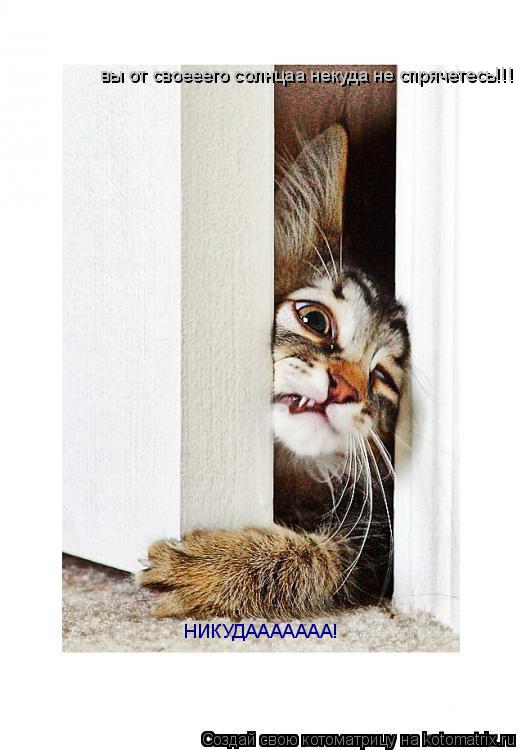 Котоматрица: вы от своееего солнцаа некуда не спрячетесь!!! НИКУДААААААА!