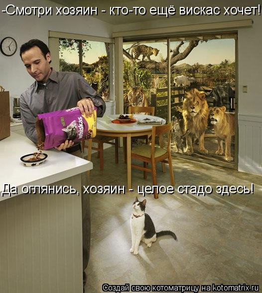 Котоматрица: -Смотри хозяин - кто-то ещё вискас хочет! Да оглянись, хозяин - целое стадо здесь!
