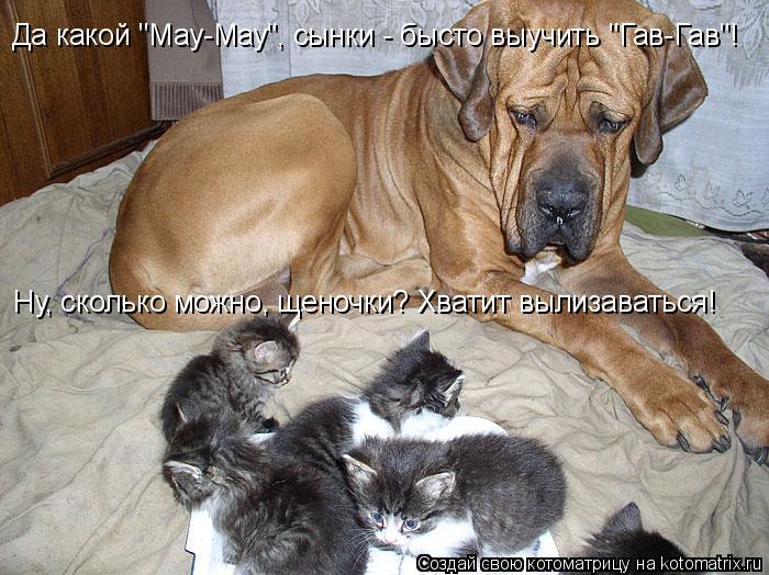 Котоматрица: Да какой "Мау-Мау", сынки - бысто выучить "Гав-Гав"! Ну, сколько можно, щеночки? Хватит вылизаваться!