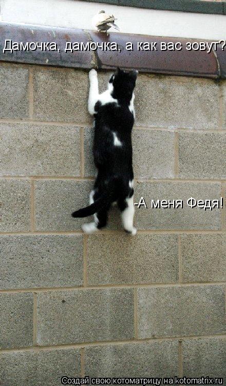 Котоматрица: Дамочка, дамочка, а как вас зовут? -А меня Федя!