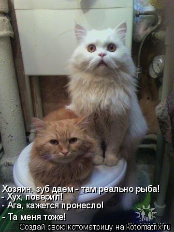Котоматрица: Хозяин, зуб даем - там реально рыба! - Хух, поверил!  - Ага, кажется пронесло! - Та меня тоже!
