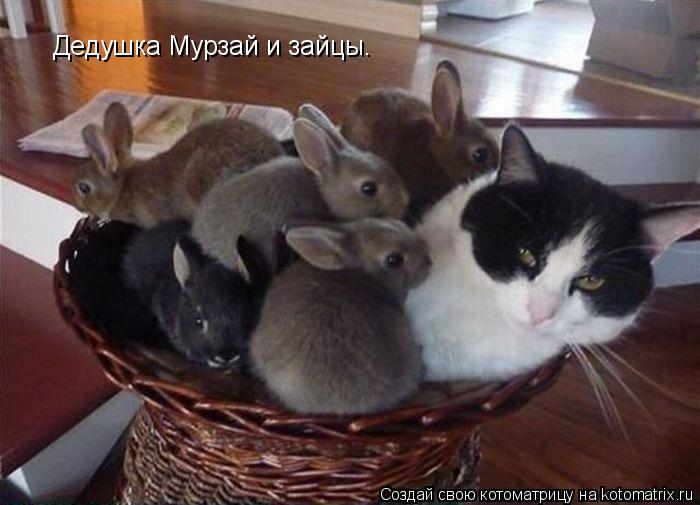 Котоматрица: Дедушка Мурзай и зайцы.