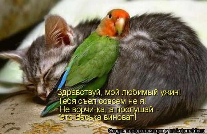 Котоматрица: Здравствуй, мой любимый ужин! Тебя съел совсем не я! Не ворчи-ка, а послушай - Это Васька виноват!