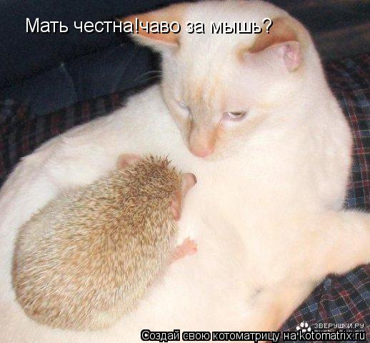 Котоматрица: Мать честна!чаво за мышь?