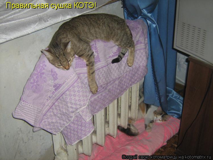 Правильная сушка КОТЭ!... Котоматрица: Правильная сушка КОТЭ!