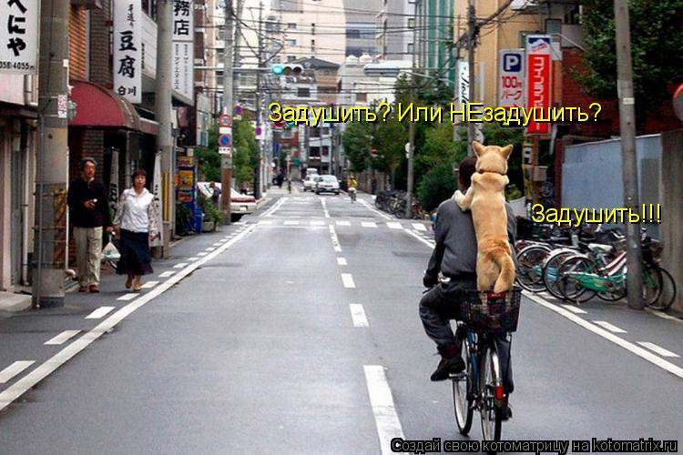 Задушить? Или НЕзадушить? Задушить!!!... Котоматрица: Задушить? Или НЕзадушить? Задушить!!!