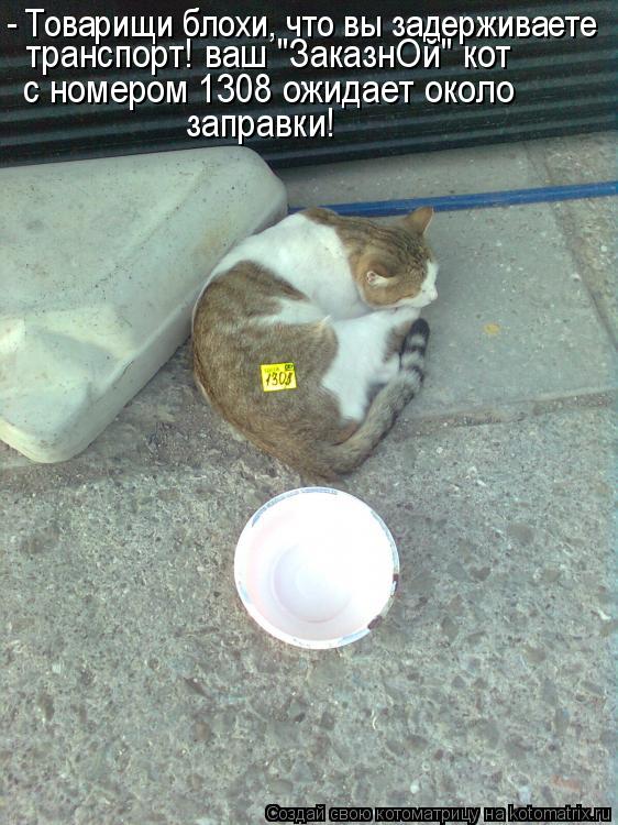 - Товарищи блохи, что вы задерживаете транспорт! ваш "ЗаказнОй" кот с номером 1308 ожидает около запр... Котоматрица: - Товарищи блохи, что вы задерживаете транспорт! ваш "ЗаказнОй" кот с номером 1308 ожидает около заправки!
