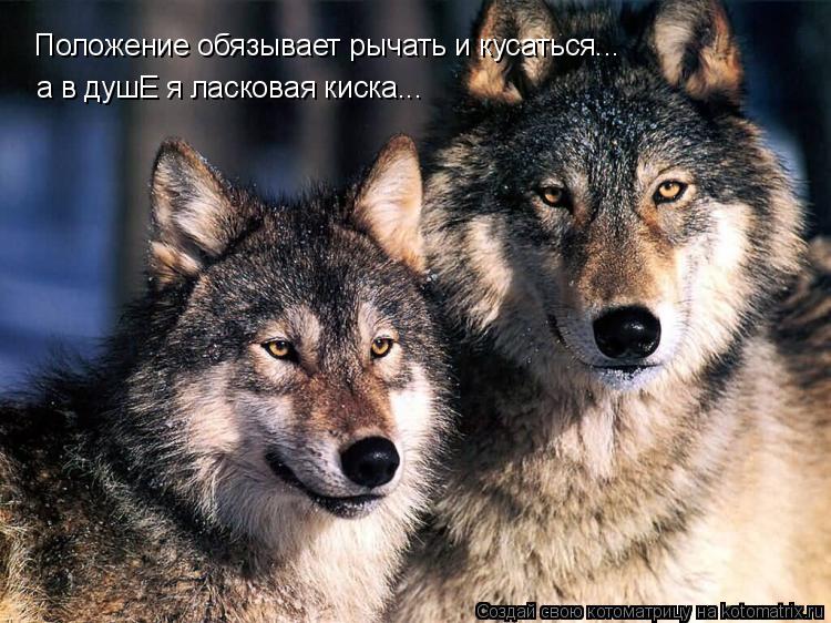 Положение обязывает рычать и кусаться... а в душЕ я ласковая киска...... Котоматрица: Положение обязывает рычать и кусаться... а в душЕ я ласковая киска...