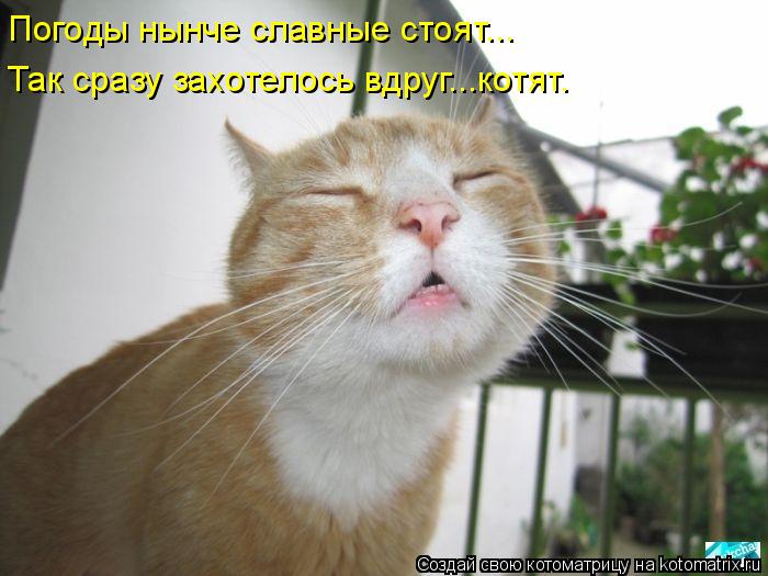 Погоды нынче славные стоят... Так сразу захотелось вдруг...котят.... Котоматрица: Погоды нынче славные стоят... Так сразу захотелось вдруг...котят.