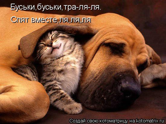 Котоматрица: Буськи,буськи,тра-ля-ля. Спят вместе,ля,ля,ля