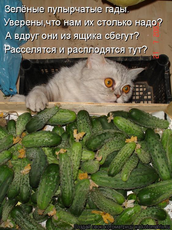 Зелёные пупырчатые гады. Уверены,что нам их столько надо? А вдруг они из ящика сбегут? Расселятся и р... Котоматрица: Зелёные пупырчатые гады. Уверены,что нам их столько надо? А вдруг они из ящика сбегут? Расселятся и расплодятся тут?