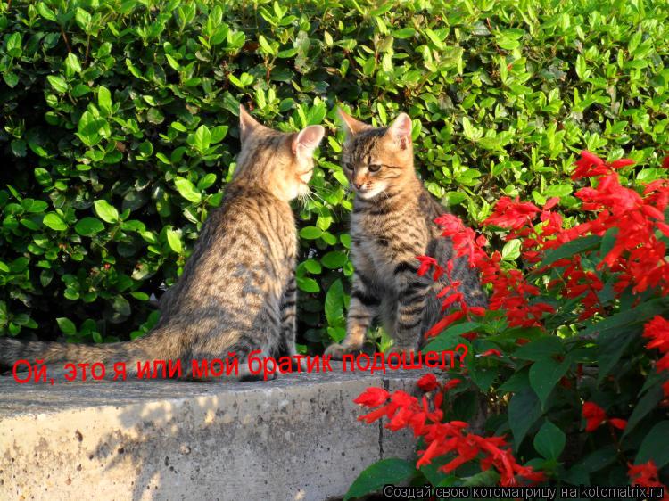 Ой, это я или мой братик подошел?... Котоматрица: Ой, это я или мой братик подошел?