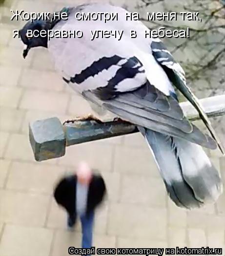 Котоматрица: Жорик,не  смотри  на  меня так, я  всеравно  улечу  в  небеса!