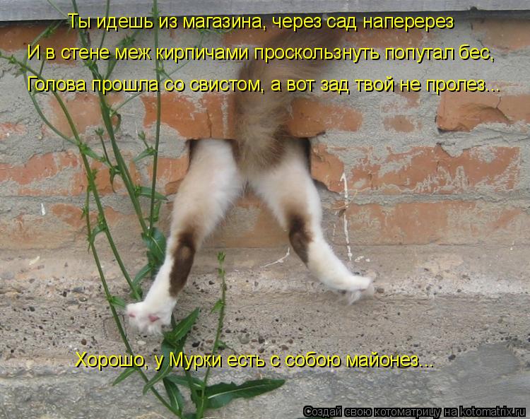 Котоматрица: Ты идешь из магазина, через сад наперерез И в стене меж кирпичами проскользнуть попутал бес, Голова прошла со свистом, а вот зад твой не прол