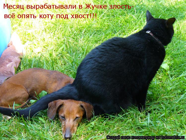 Месяц вырабатывали в Жучке злость- всё опять коту под хвост!!!... Котоматрица: Месяц вырабатывали в Жучке злость- всё опять коту под хвост!!!