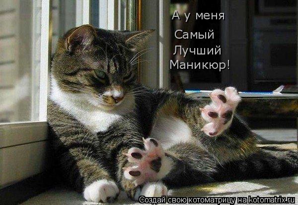 Котоматрица: А у меня Самый Лучший Маникюр!