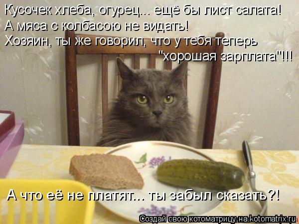 Котоматрица: Кусочек хлеба, огурец... ещё бы лист салата! А мяса с колбасою не видать! Хозяин, ты же говорил, что у тебя теперь "хорошая зарплата"!!! А что её н