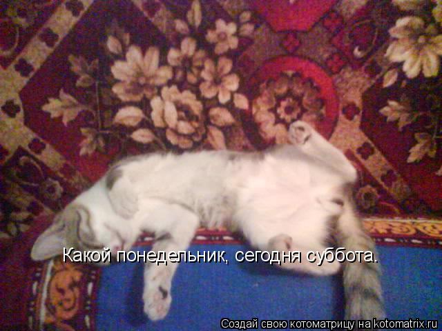Котоматрица: Какой понедельник, сегодня суббота.