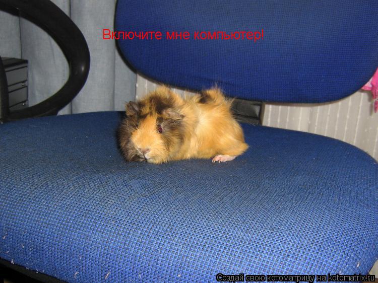 Котоматрица: Включите мне компьютер!