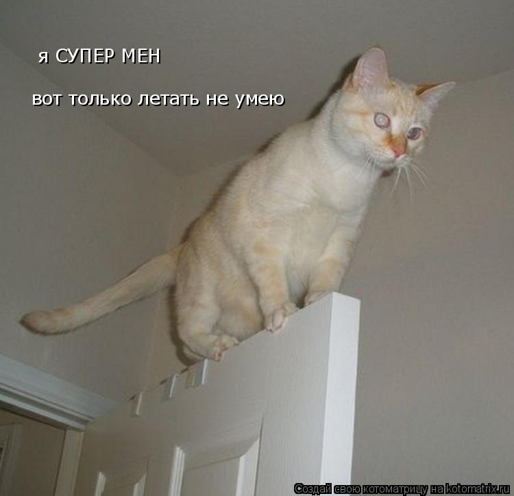Котоматрица: я СУПЕР МЕН  вот только летать не умею